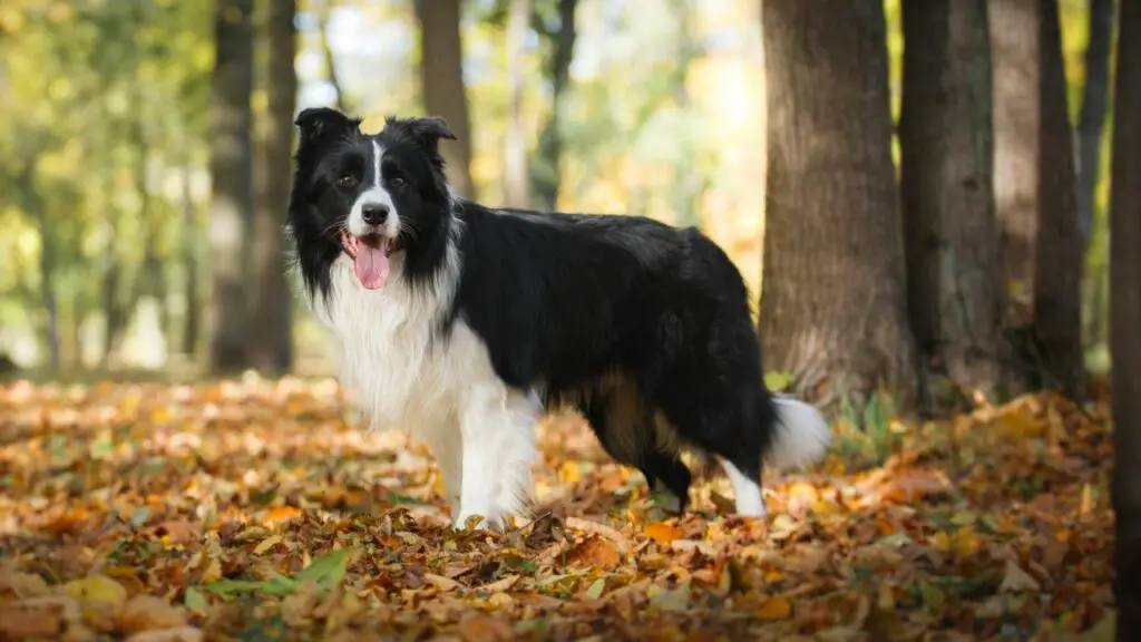 razze di cani di grandi dimensioni più sane