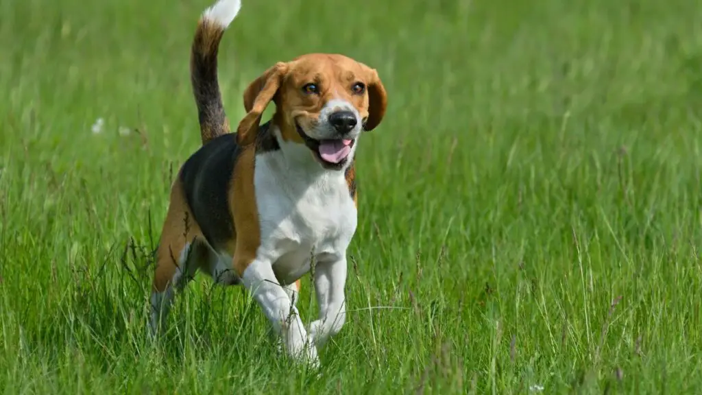 adorabili razze di cani di taglia media
