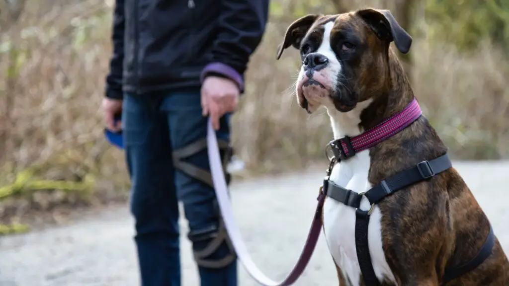 i migliori cani per adolescenti
