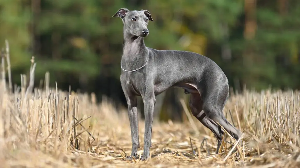 razze di cani a basso consumo energetico
