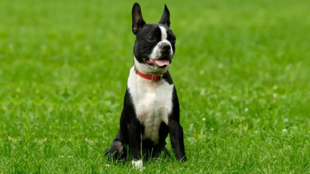 1729668618 280 boston terrier 5