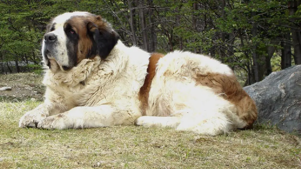 1729668619 763 Saint Bernard