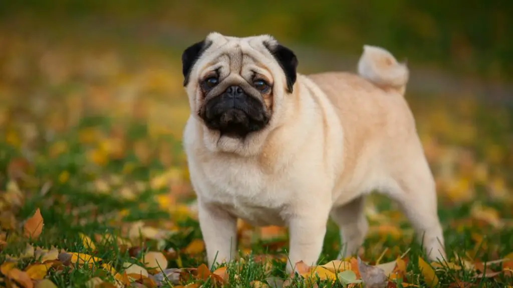 perché i cani hanno amore incondizionato
