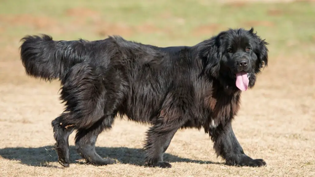 l'amore di un cane è incondizionato
