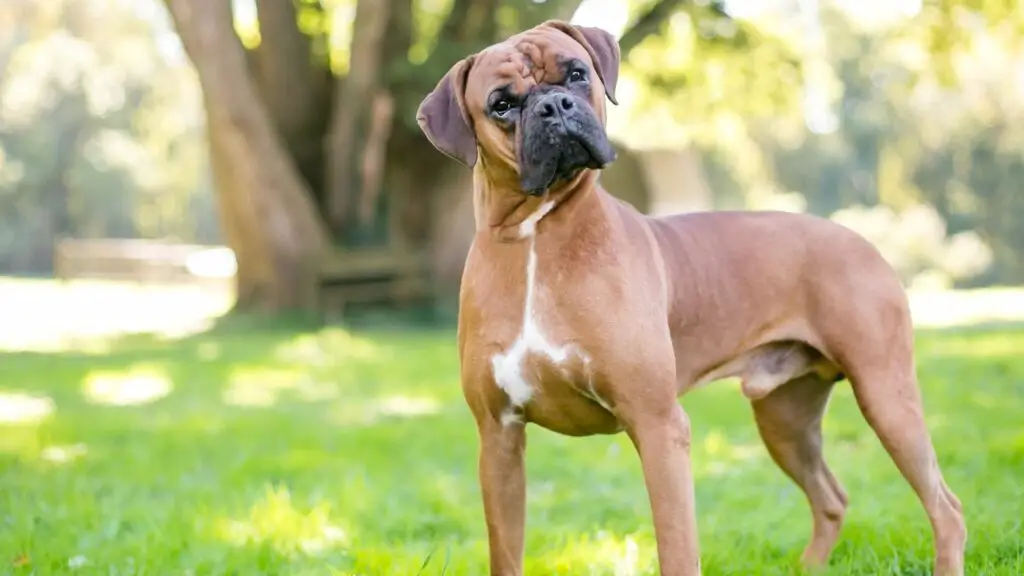 Razze di cani che mostrano amore incondizionato