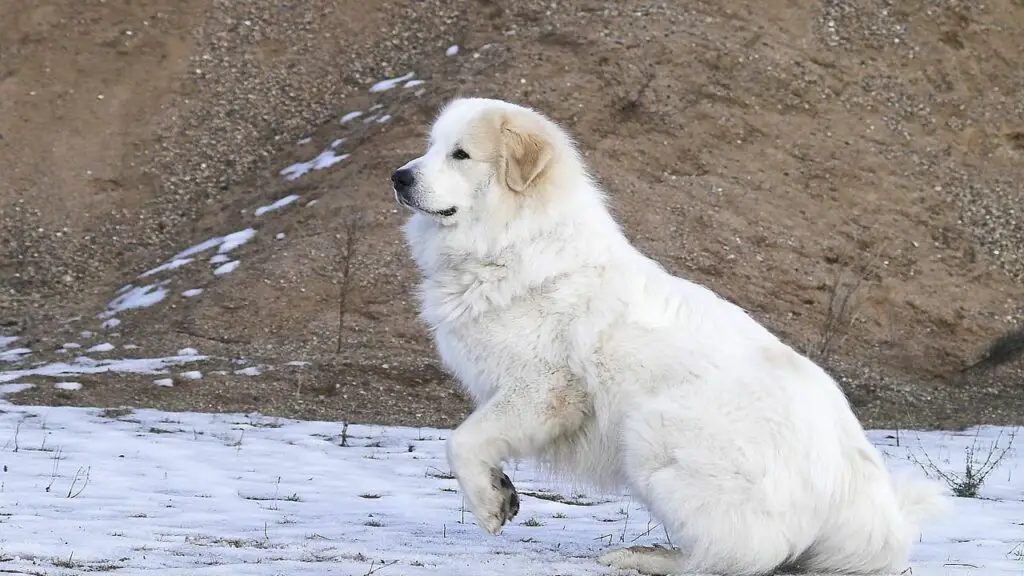 Cani da guardia per proteggersi dai gatti selvatici