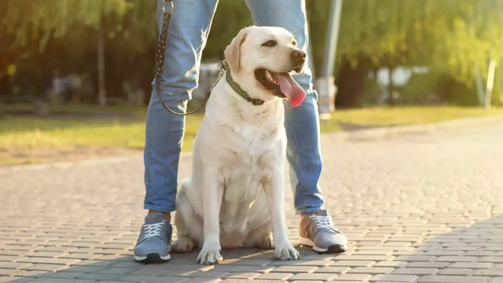 miglior cane per un uomo single in un appartamento