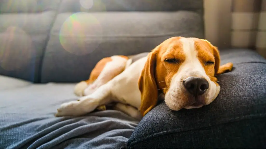 posizione divertente per dormire