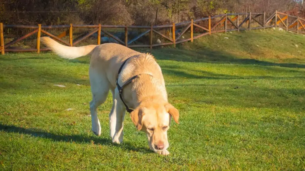 quale cane ha il miglior senso dell'olfatto
