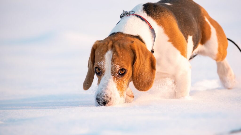 monitoraggio delle razze canine
