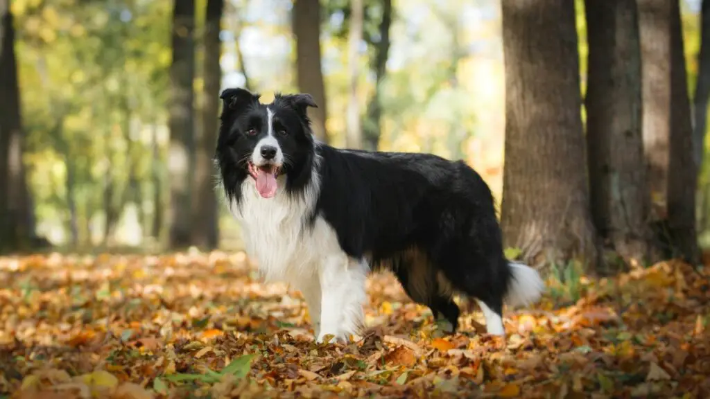 i migliori cani da sopravvivenza
