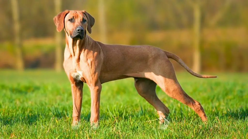 cani per la vita nei boschi
