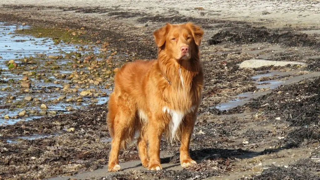 buoni cani da caccia alle anatre
