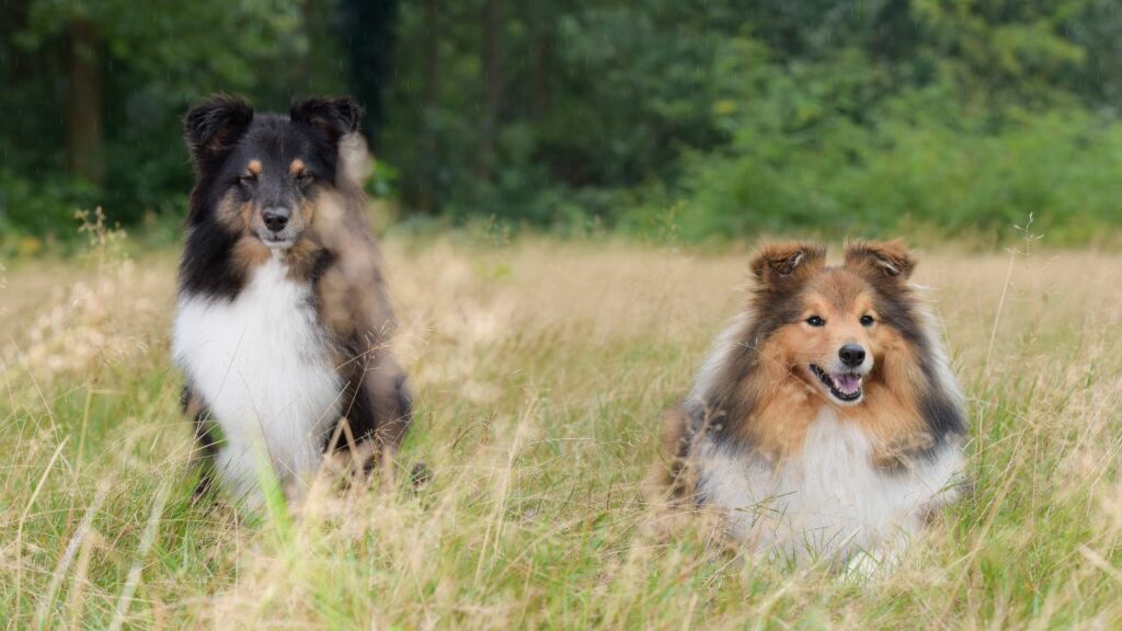 razza di cane pastore
