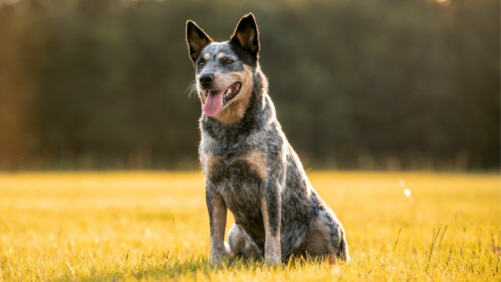 Caratteristiche dei cani da pastore
