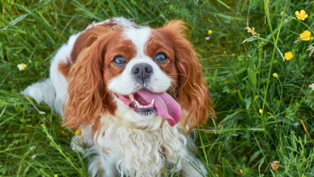 cani ossessionati dal cibo