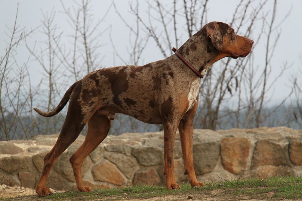 Cane leopardo Catahoula