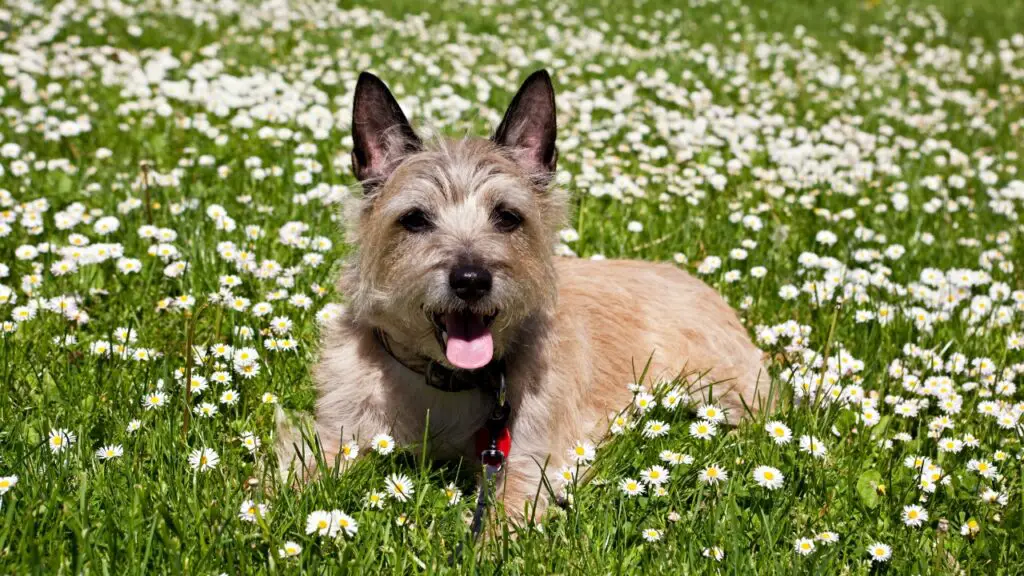 terrier a pelo lungo