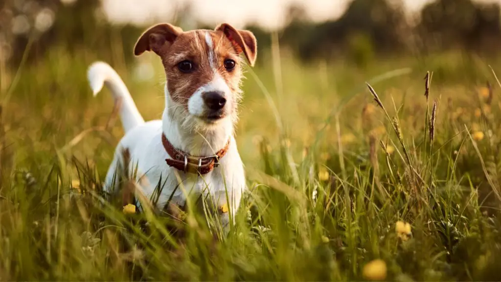 un cane terrier