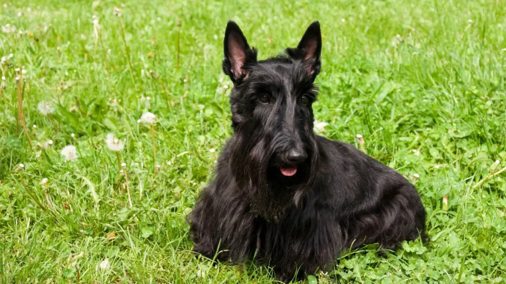 	
	
	
	
diversi tipi di terrier