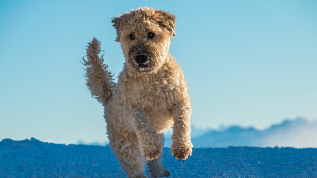 un cane terrier