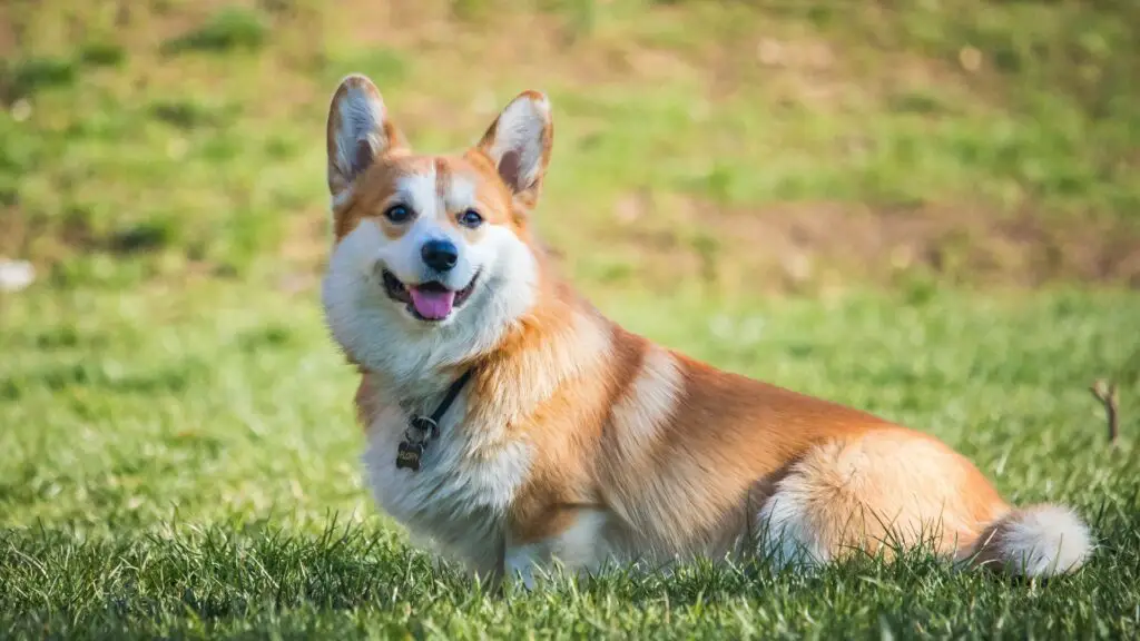 7 Dog Breeds Similar to Corgi