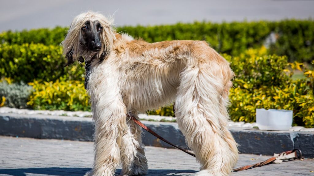 il miglior cibo per cani per un palato schizzinoso
