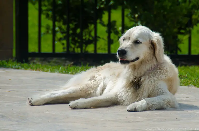 Razze di cani da guardia bianchi