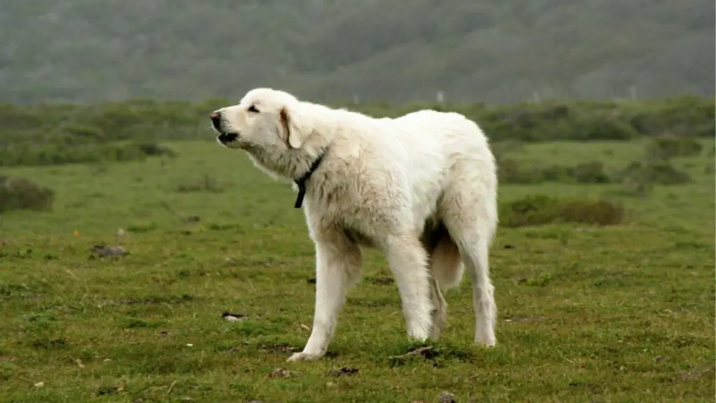 Cani di grossa taglia per proteggersi dalle linci rosse