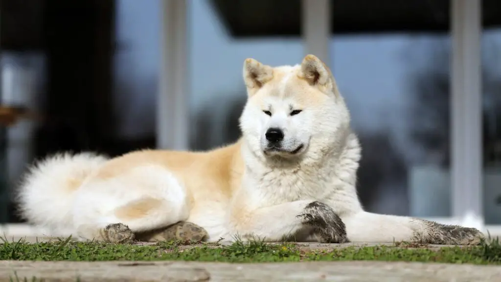 animali domestici con bisogni elevati
