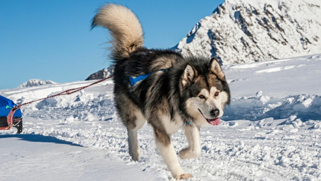 le migliori razze di cani per le escursioni
