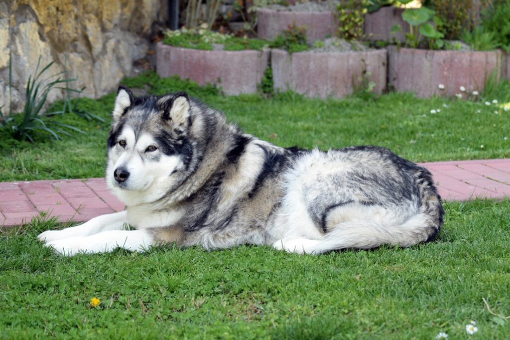 Razze di cani per la difesa domestica