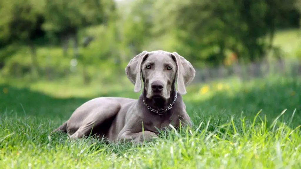 razze di cani di grossa taglia per le escursioni