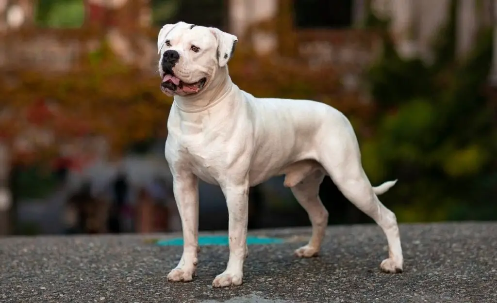 I Bulldog sono ottimi cani da guardia
