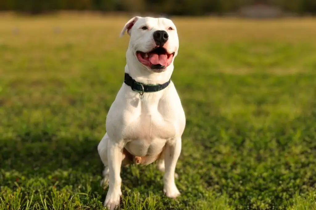 i 10 cani più protettivi