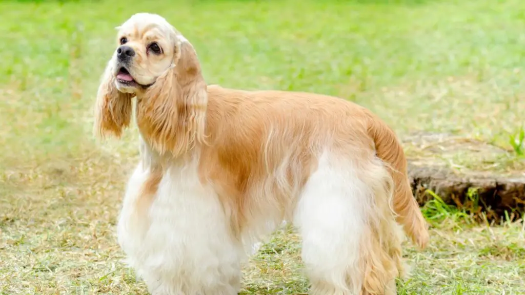 Problemi agli occhi dello Springer Spaniel
