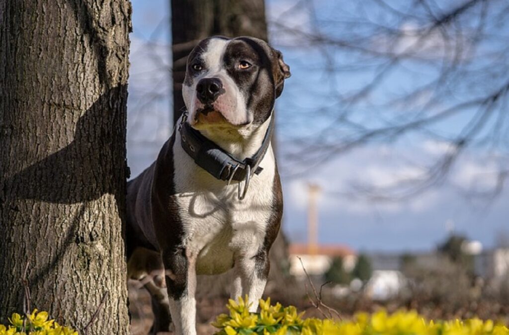 Razze di cani americani