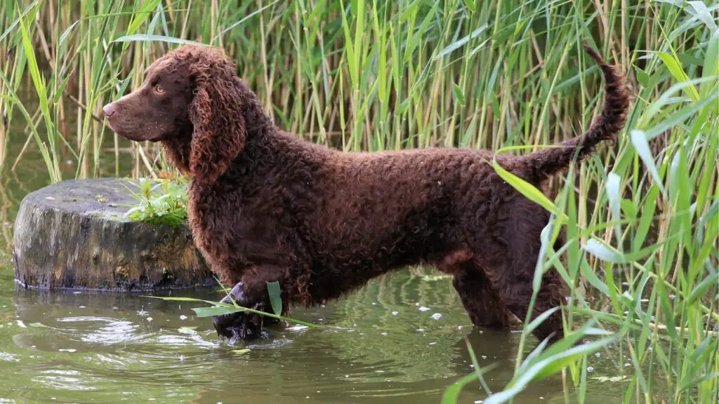 cani per la caccia alle anatre
