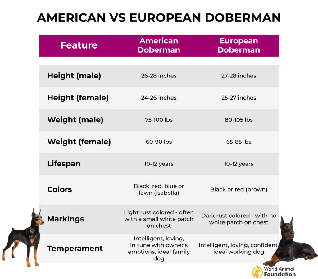  Doberman americano contro europeo