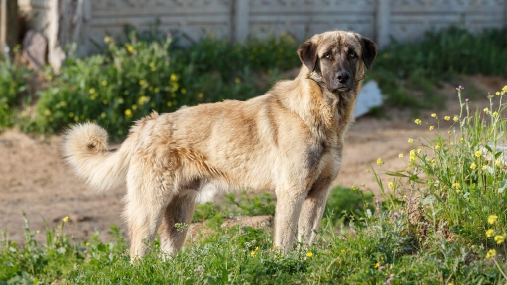 Cani da guardia per la vita rurale