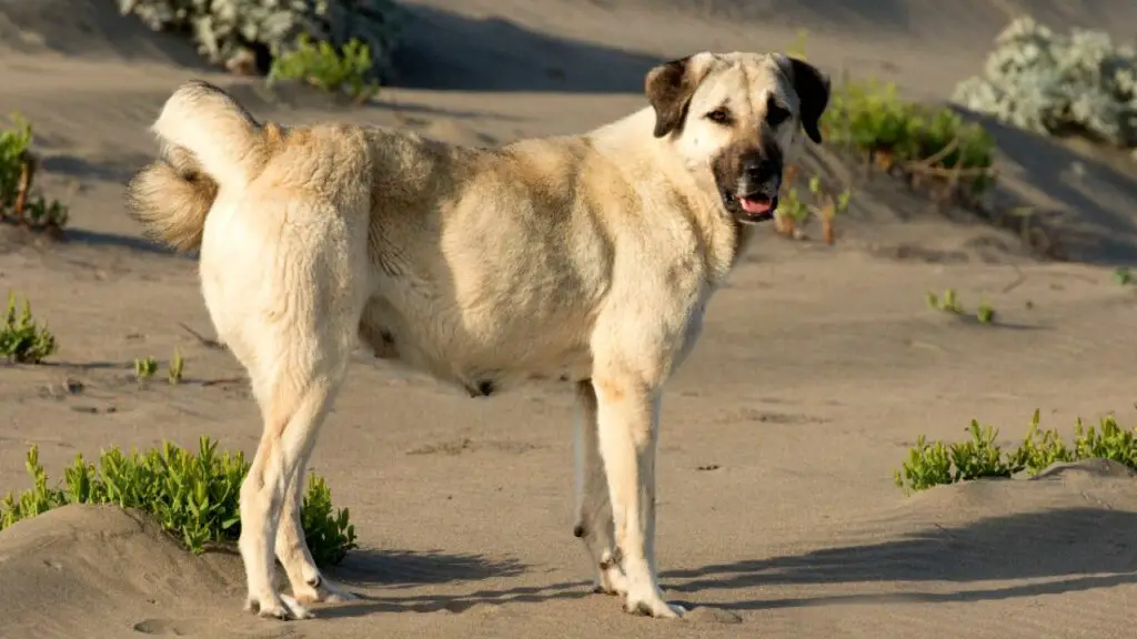 Cani da guardia per proteggersi dalle linci rosse