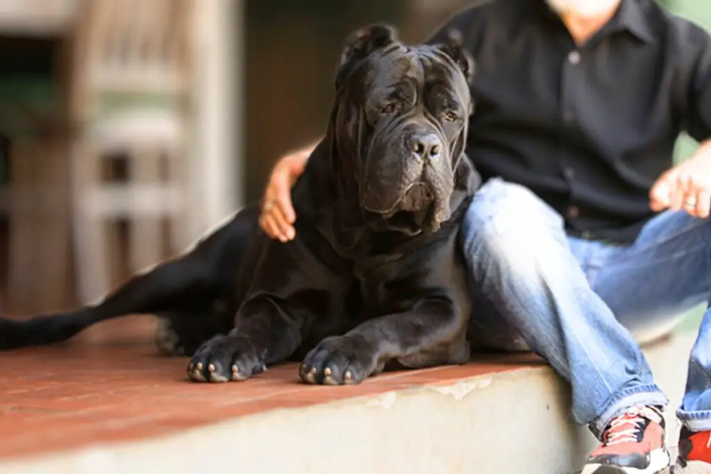 Sono cani della famiglia Cane Corso