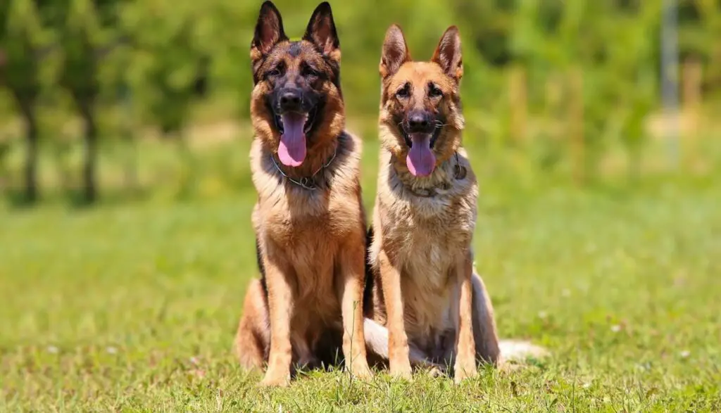 Are Female Dogs More Protective