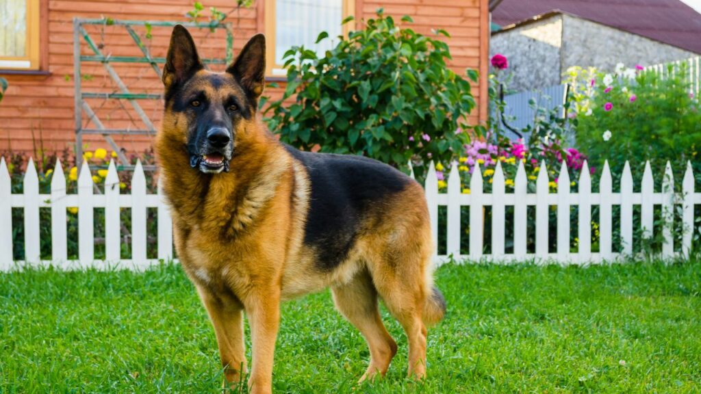 segni di emangiosarcoma morente di cane
