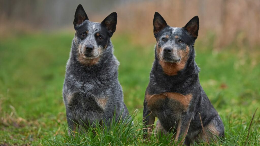 Durata della vita del cane bovaro australiano