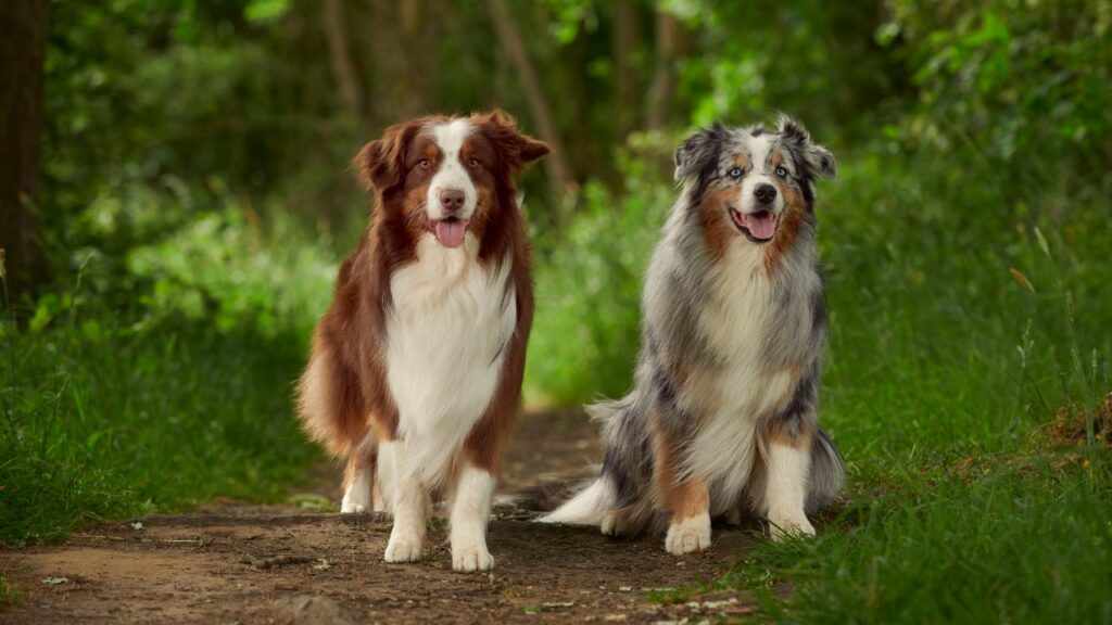 razze di cani ansiosi