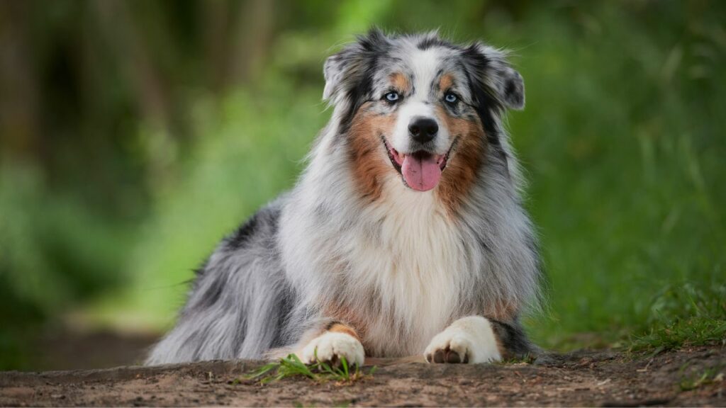 i migliori cani per vivere nei boschi
