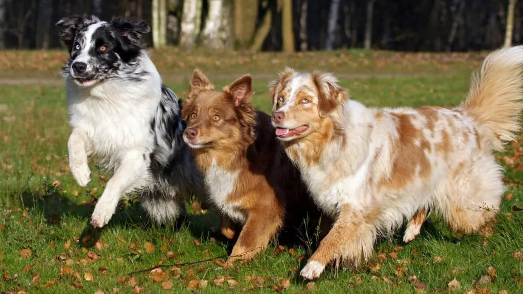 cani con i minori problemi di salute