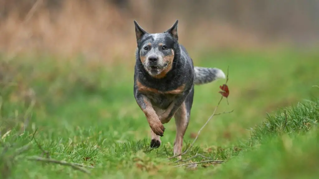 i migliori cani per i corridori
