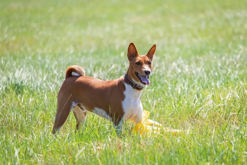 razze di cani meno intelligenti
